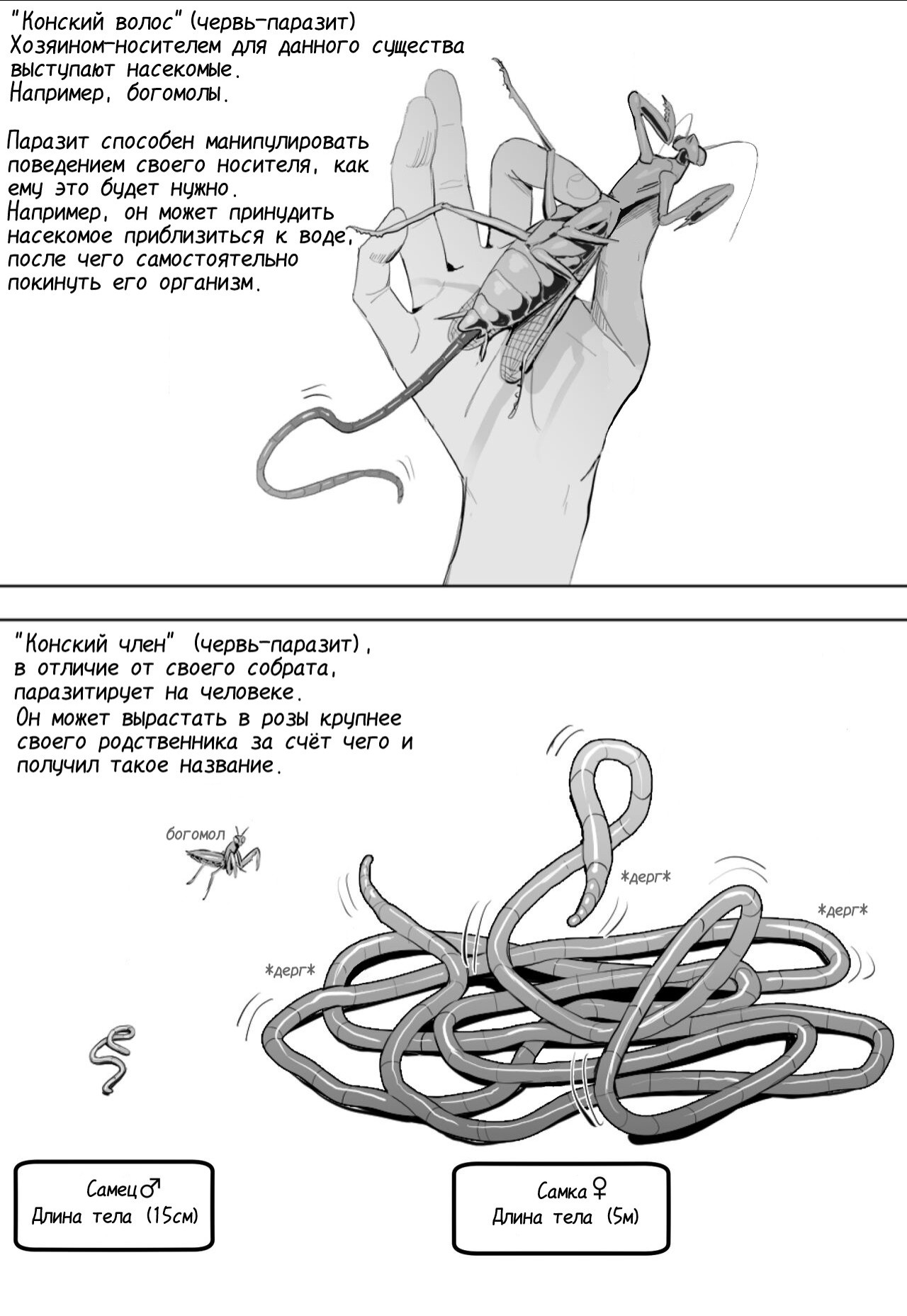 Oohariganemushi No Seitai / Цикл жизни кишечного червя-паразита | Страница 0